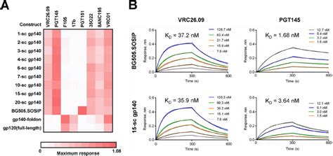 Antigenic Characterization Of Purified Bg505sosip Sc Gp140 Constructs