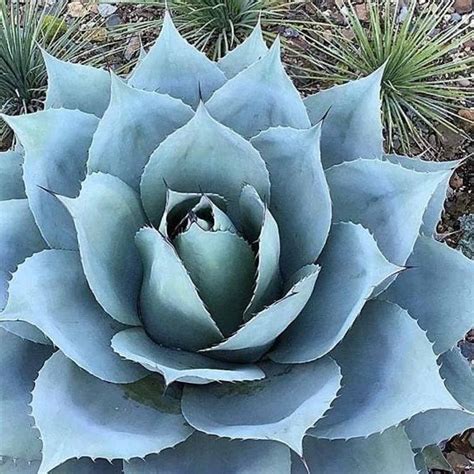 Types Of Agave Plants: Varieties For Houseplant and Landscape Use