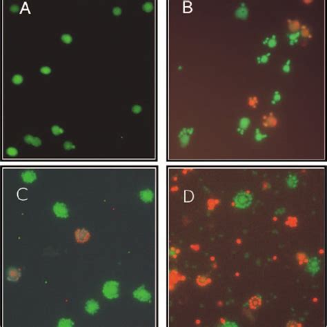 (PDF) Nanoarchaeum equitans and Ignicoccus hospitalis: New Insights into a Unique, Intimate ...