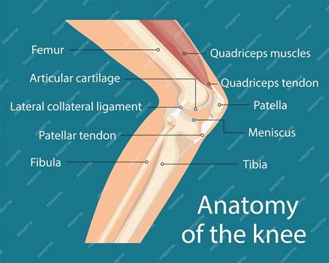 Premium Vector The Main Parts Of The Knee Joint Anatomy Of The Knee