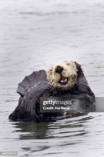 Sea Otters Sleeping Photos and Premium High Res Pictures - Getty Images