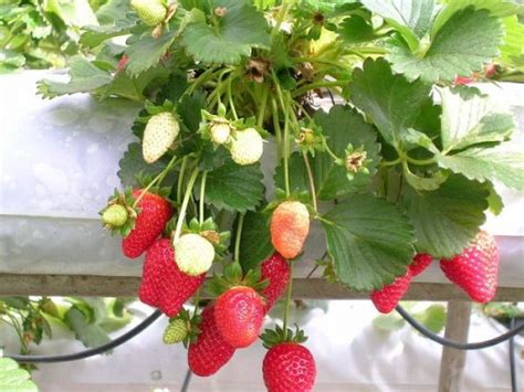 How To Grow Hydroponic Strawberries Agri Farming