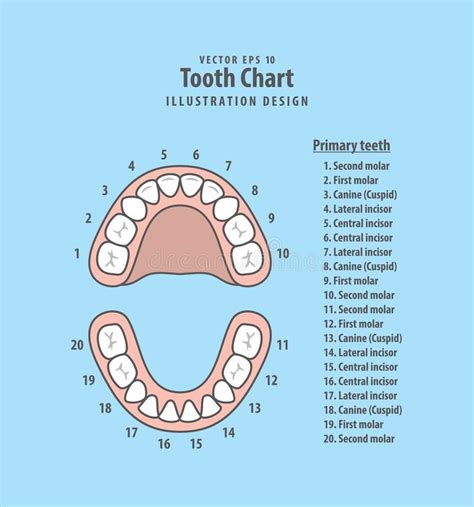 Pediatric Tooth Numbering Chart