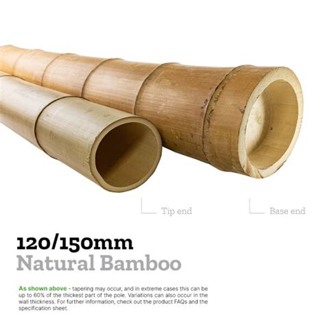 120 150mm Natural Bamboo Poles 4m UK Bamboo