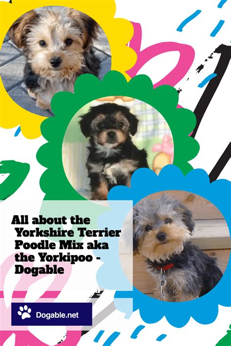 All about the yorkshire terrier poodle mix aka the yorkipoo – Artofit