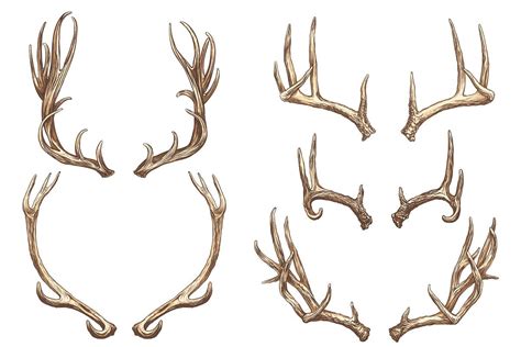 How To Draw Antlers Step By Step Artofit