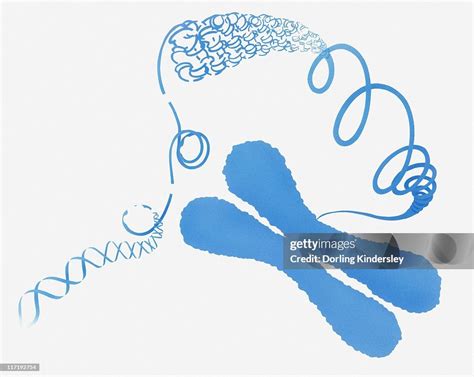 Illustration Of Chromosome Structure High-Res Vector Graphic - Getty Images