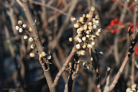 Winter Poison Ivy - Friends of Fort Williams Park