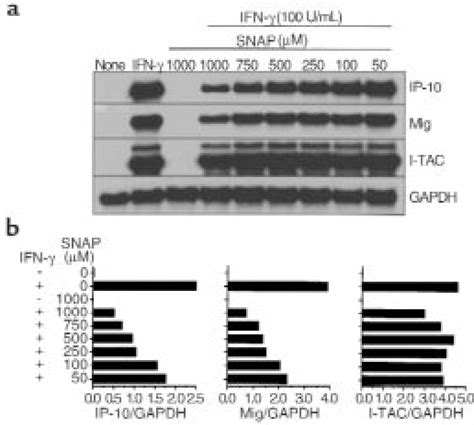 NO regulation of IFN γ induced IP 10 Mig and I TAC from human