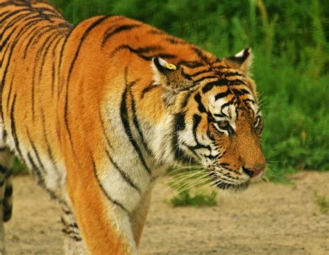 China Northeast Tiger In Harbin Tiger Park China Stock Photo Image