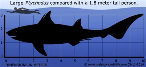 Ptychodus - Alchetron, The Free Social Encyclopedia