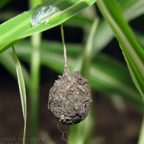 Unknown Egg Sac Project Noah