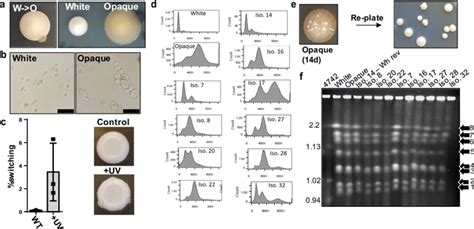 A White To Opaque Like Phenotypic Switch In The Yeast Torulaspora