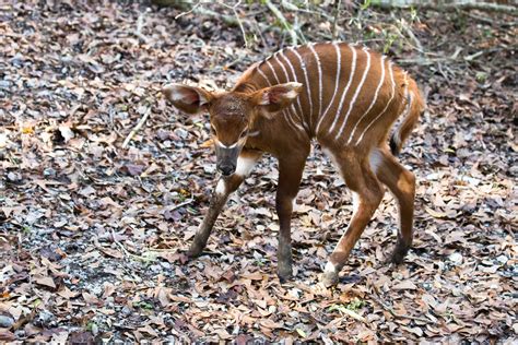 Critically Endangered Eastern Bongo Born at Freeport-McMoRan Audubon