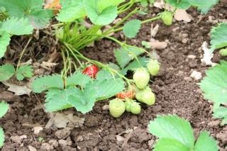 Sch Dlinge An Erdbeeren L Use K Fer Und W Rmer Hausgarten Net