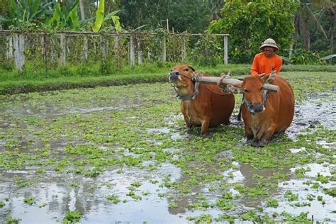 Nama Nama Alat Pertanian Tradisional Masyarakat Jawa Beserta Fungsinya