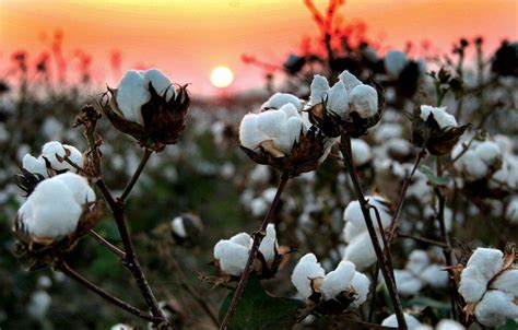 Cotton Field Wallpapers Top Free Cotton Field Backgrounds