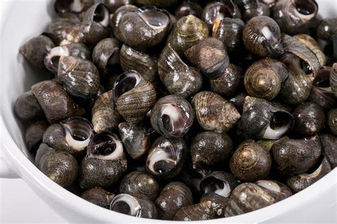 Periwinkle Snail Recipe