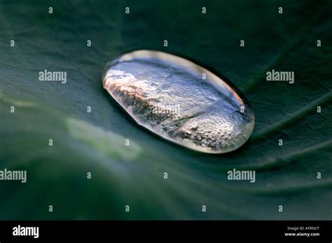 Water Droplet On A Lotus Leaf Stock Photo Alamy