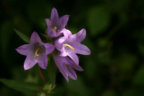 Gratis Billeder Natur Blomst Kronblad Flor Sommer Botanik T T