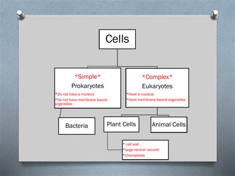 Eukaryotic Cell Organelles