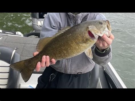 Lake Chickamauga Bass Fishing Massive Smallmouths Youtube