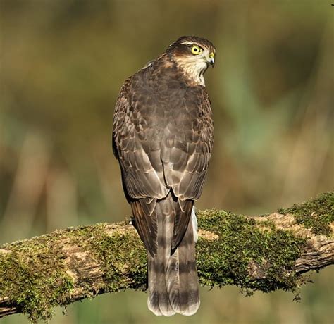 JUV FEMALE SPARROWHAWK Mark Fullerton Flickr