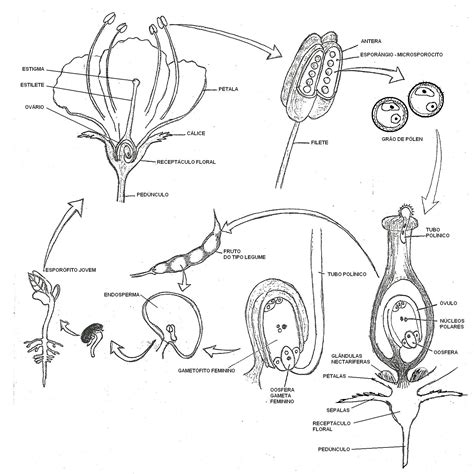 Biologia Para A Vida DivisÃo Angiospermas Plantas Com Flores E Frutos