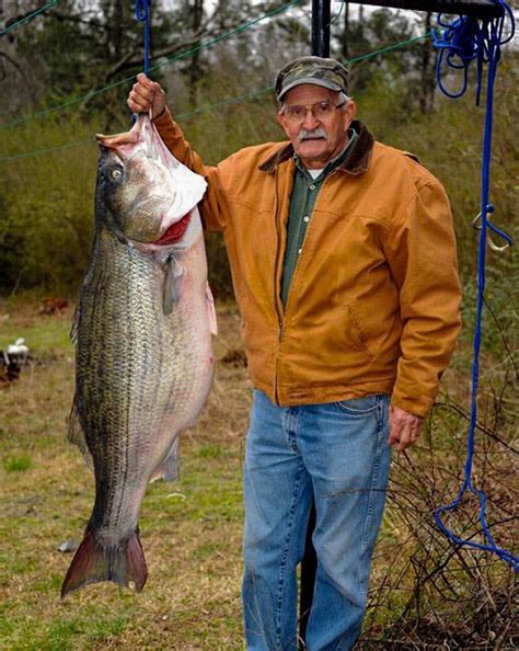 Igfa World Record Striped Bass Landlocked And Saltwater