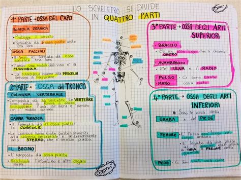 Fare Scienze In Quinta 3 Funzione E Struttura Degli Organi Di Senso