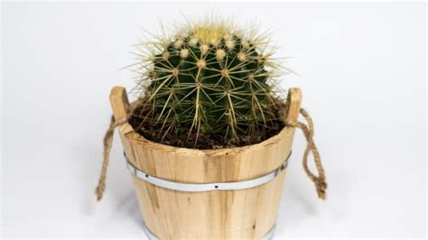 7 Types Of Indoor Cactus Plants Dengarden