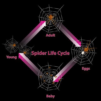 Tempo De Vida De Uma Aranha - Vetores de Vetor Do Ciclo De Vida Da Aranha e mais imagens de Aranha ...