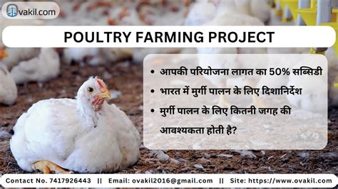 Poultry Farming Scheme Subsidy Up To Lacs Nlm Murgi Palan