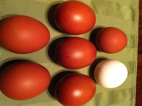 BLACK COPPER MARANS HATCHING EGGS 12+ | BackYard Chickens - Learn How ...