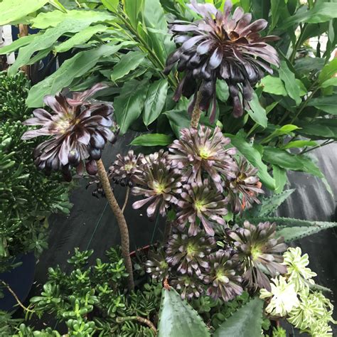 Aeonium arboreum 'Zwartkop' (2" Pot) | Little Prince of Oregon Nursery