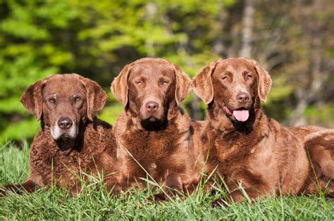 The 10 Best Chesapeake Bay Retriever Breeders In U.S.