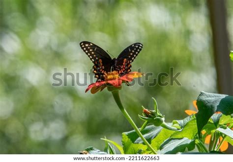 Black Swallowtail Butterfly On Tithonia Stock Photo