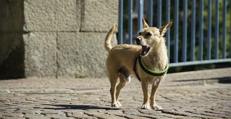 Cómo evitar que mi perro ladre de manera molesta y excesiva Animalados