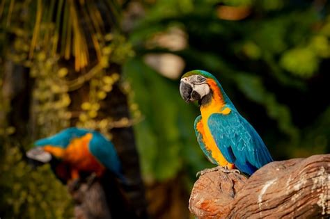 A Arara Azul E Amarela Ara Ararauna Tamb M Conhecida Como Arara Azul