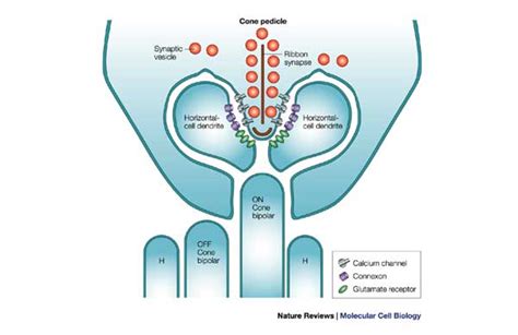 A Diagram Of A Cone Pedicle With An Invaginating Synapse Depolarization