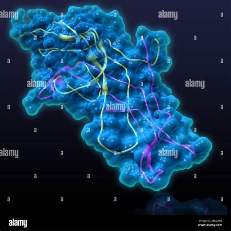 Chorionic Gonadotropin Molecule Hi Res Stock Photography And Images Alamy