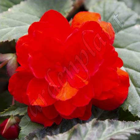 Begonia Zwisaj Ca Illumination Orange