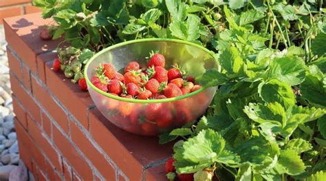 Can Marigolds Be Planted With Strawberries in Your Garden?