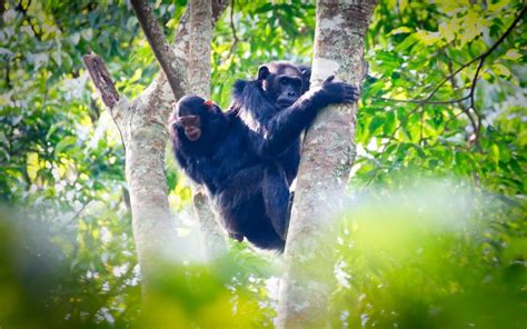 Akagera National Park Rwanda National Parks