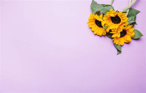 Cute Minimalist Sunflower Wallpaper - Here you can find the best ...