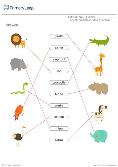 Science Wild Animals Matching Activity Worksheet Uk