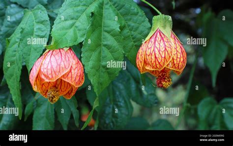 Abutilon Hybridum Flower Better Known For Having A Bell Shape Stock