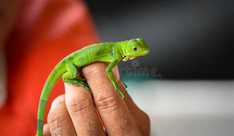 Hands Holding a Little Baby Young Juvenile Green Iguana Iguana Iguana ...