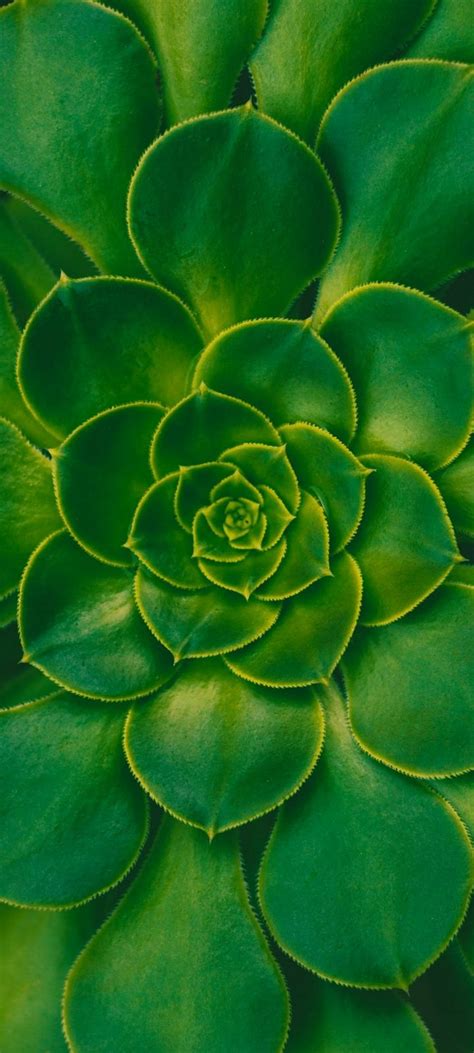 Plant Succulent Green Wallpaper - [720x1600]