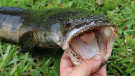 Eating Floridas Most Invasive Fish Catch Clean And Cook Bullseye